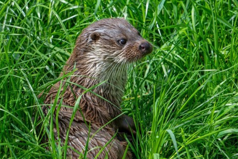 Cute Eurasian otter, European river otter (Lutra lutra) resting in meadow on river bank, riverbank.