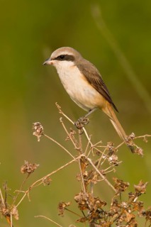 Brown Shrike (Lanius cristatus) male perched on dry branch, Phetchaburi, Thailand