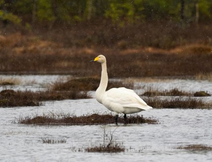Whooper Swan (Cygnus cygnus) adult standing in lake, with falling sleet, May, Finnish Lapland