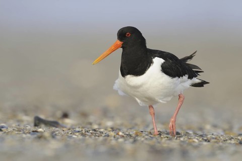 Eurasian Oystercatcher (Haematopus ostralegus), Schleswig-Holstein, Germany