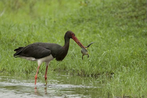Black Stork (Ciconia nigra) with captured frog, Mpumalanga, South Africa