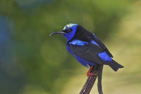 Red-legged Honeycreeper (Cyanerpes cyaneus) male, Costa Rica