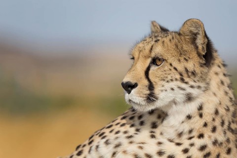 Cheetah (Acinonyx jubatus) adult portrait, Castile-La Mancha, Spain