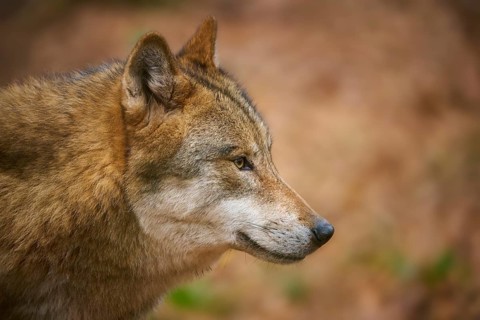 Close-up of a wolf with an attentive look in the forest, brown fur colour, wolf (Canis lupus),