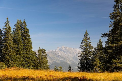 Autumn upland moor with a view of the Säntis, Amden, St. Gallen, Switzerland