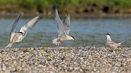 Common Tern (Sterna hirundo) flying, Texel, Netherlands