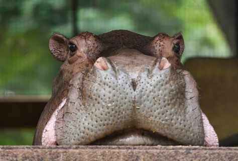 A Hippopotamus inside an enclosure at Assam State Zoo in Guwahati, Assam, India on 21 Nov. 2020