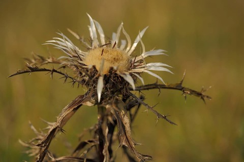 Silver thistle (Carlina acaulis), nature photography, vineyard, Hünfeld, Rhön, Bavaria, Germany
