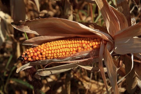 Romania, near Giurgiu in the south of the country, maize ripe for the corn corn cob harvest