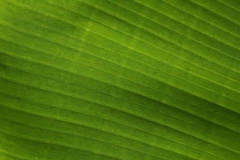 Banana leaf (Musa acuminata x balbisiana) in detail, leaf with veins, plant leaf, green structure,