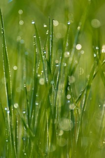 Blades of grass with dewdrops in the fresh morning light and a green blurred background, Bavaria,
