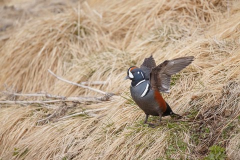 Harlequin Duck (Histrionicus histrionicus) male, Myvatn, Iceland