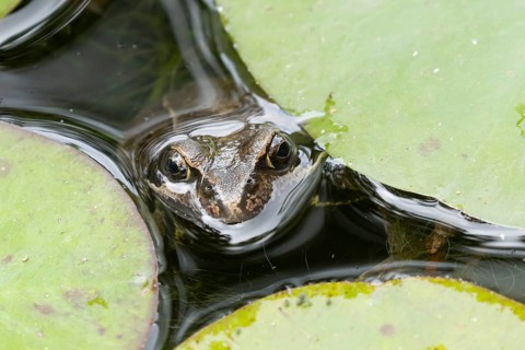 Common frog (Rana temporaria) adult amphibian on the water surface of a garden pond amongst water