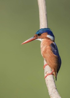 Malachite Kingfisher (Corythornis cristatus) perched on a branch, Gambia