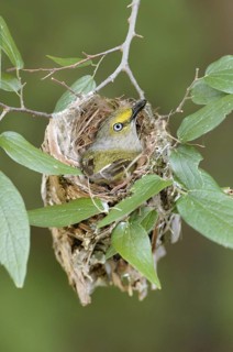 White-eyed Vireo (Vireo griseus) singing, Texas, USA