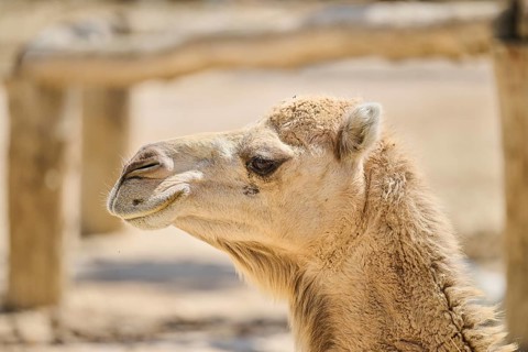 Dromedary (Camelus dromedarius), portrait, Spain