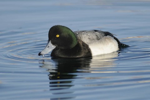 Greater Scaup (Aythya marila) male, Hokkaido, Japan