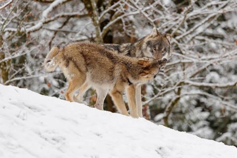 A young grey wolf (Canis lupus lupus) plays with its father on the sloping, snow-covered meadow on