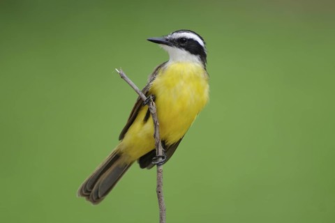 Lesser Kiskadee (Philohydor lictor), Pantanal, Brazil