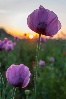 Blue poppy (Papaver somniferum) in a field near Callenberg at sunrise, Saxony, Germany