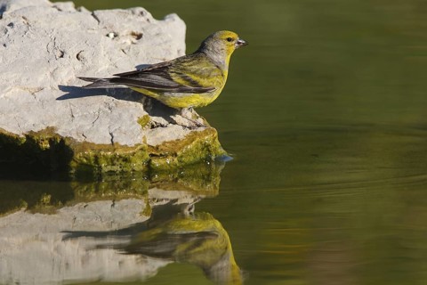 Citril Finch (Carduelis citrinella) male, Carinthia, Austria
