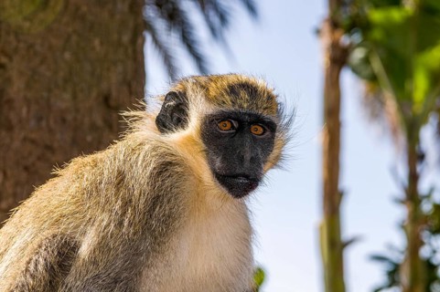 Lemur or monkey. Ciudad Velha. Cidade Velha. Santiago. Cabo Verde. Africa