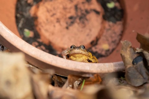 Common frog (Rana temporaria) adult amphibian in a garden flower pot in autumn, Suffolk, England,