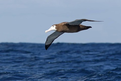 Wandering Albatross (Diomedea exulans) flying, Victoria, Australia