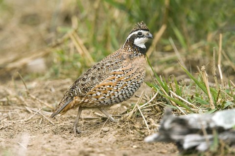 Northern Bobwhite Colinus virginianus Rio Grande City, Starr County, Texas, United States 31 March