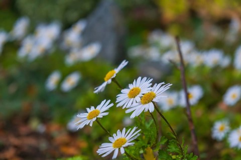 View of the Arctic Daisy flower (Arctanthemum arcticum), Schiffdorf, Cuxhaven, Lower Saxony,