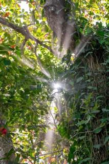 Rays of light fall through the canopy of leaves in the tropical rainforest, light atmosphere,