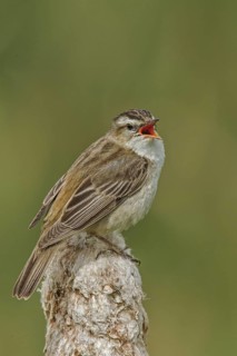 Sedge Warbler (Acrocephalus schoenobaenus) singing, Wales, United Kingdom