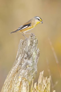 Striated Pardalote (Pardalotus striatus) male, Western Australia, Australia