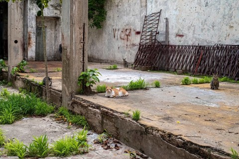 Stray cats, Panama City, Panama