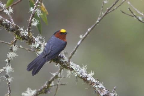 Plush-capped Finch (Catamblyrhynchus diadema) perched on a branch in Bolivia, South America