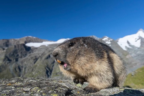 One adult Alpine Marmot, Marmota marmota, standing on a rock. Grossglockner Mountain in the distant