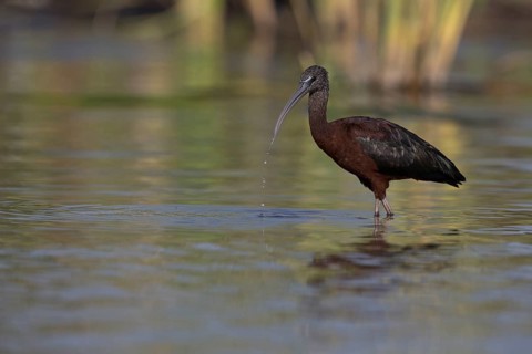 Glossy Ibis (Plegadis falcinellus) foraging in shallow water, Nechisar National Park, Ethiopia