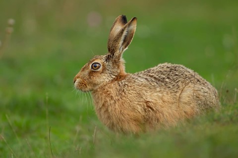 European brown hare (Lepus europaeus) adult animal in grassland in summer, England, United Kingdom