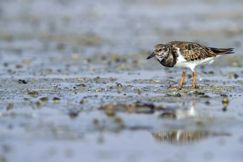 Turnstone, (Arenaria interpres), animals, birds, wading bird, biotope, habitat, foraging, Middle