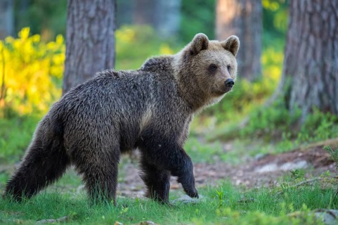 Eurasian Brown Bear (Ursus arctos) in forest, Finland