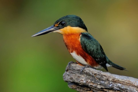 American Pygmy Kingfisher (Chloroceryle aenea), Pantanal, Brazil