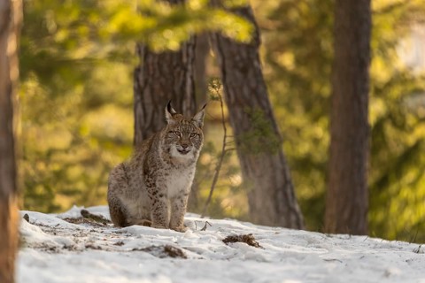 One young male Eurasian lynx, (Lynx lynx), sitting on a snow covered forest ground in early morning