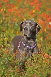 Great Dane