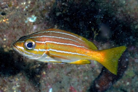 Eight-striped grunt (Parapristipoma octolineatum)