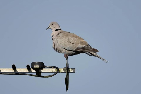Collared dove (Streptopelia decaocto) adult bird on an urban house television aerial, England,