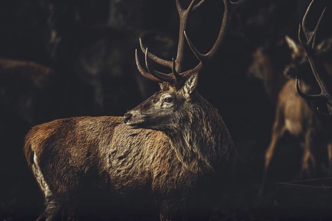 Red deer at the protected forest forest near Schwangau during winter, Bavaria, Germany