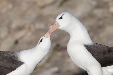 Black-browed Albatross (Thalassarche melanophris) pair, Saunders Island, Falkland Islands