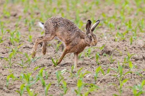 European hare (Lepus europaeus) Germany