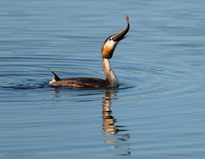 Great Crested Grebe (Podiceps Scalloped ribbonfish) with a large fish in its beak swimming on a