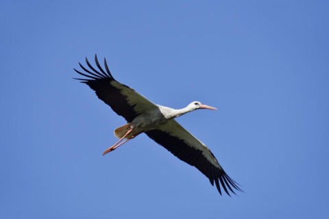 White Stork (Ciconia ciconia) flying, North Rhine-Westphalia, Germany
